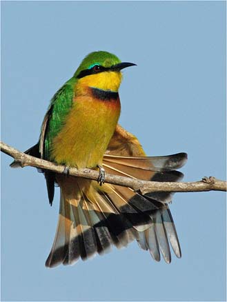 bif little bee eater