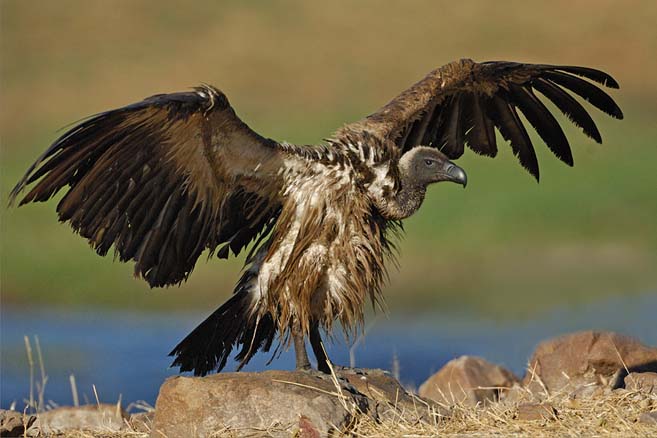 bif vulture
