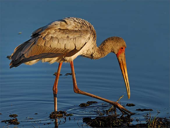 bif yellow bill in chobe