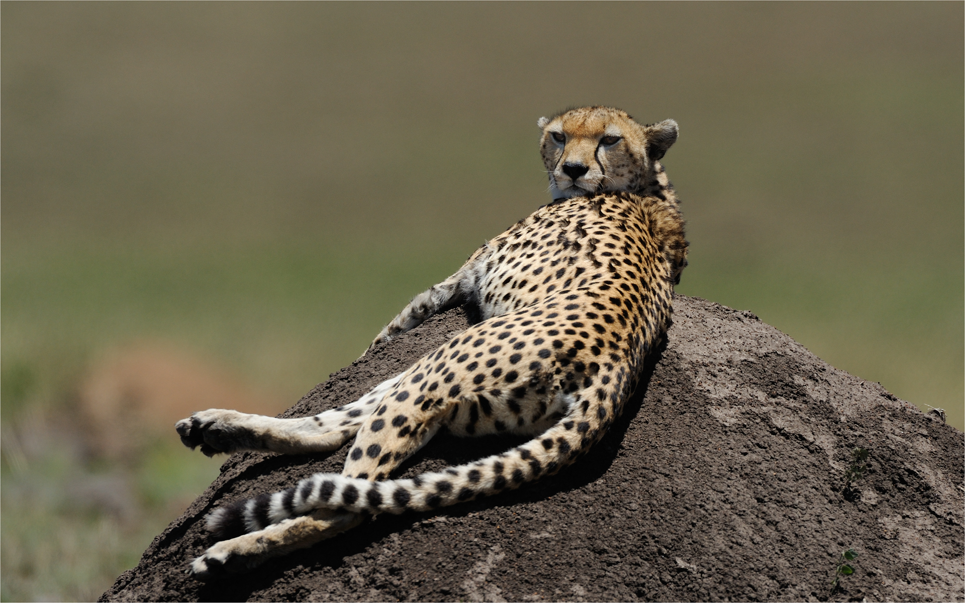 Cheetah female