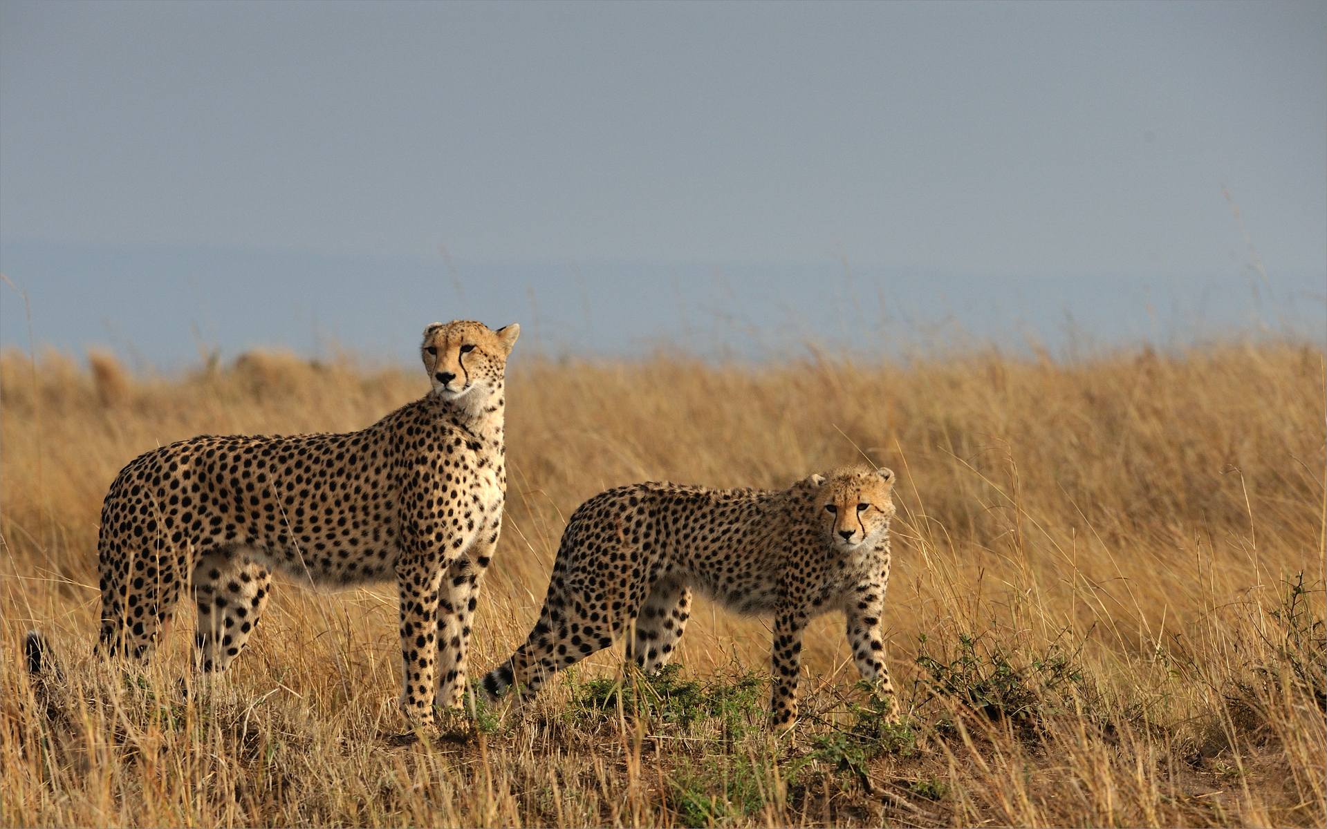 Cheetah family