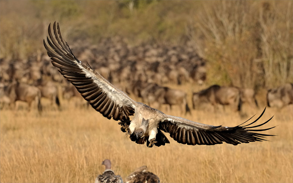 Griffon vulture
