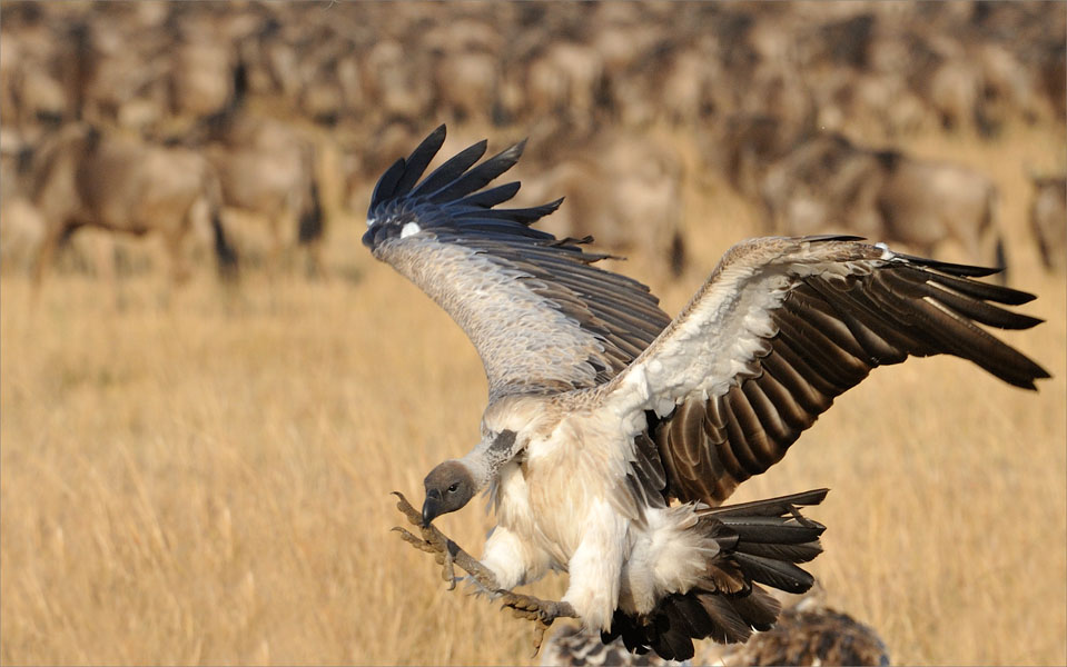Griffon vulture