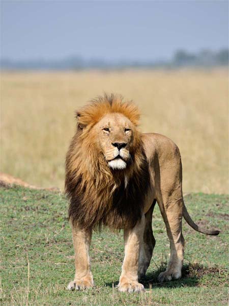 King