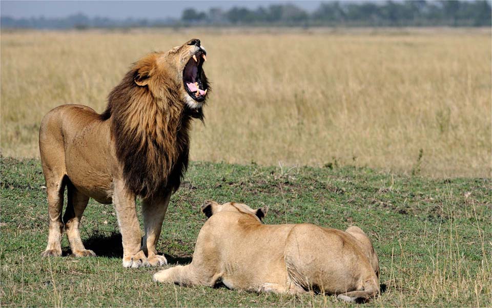 King