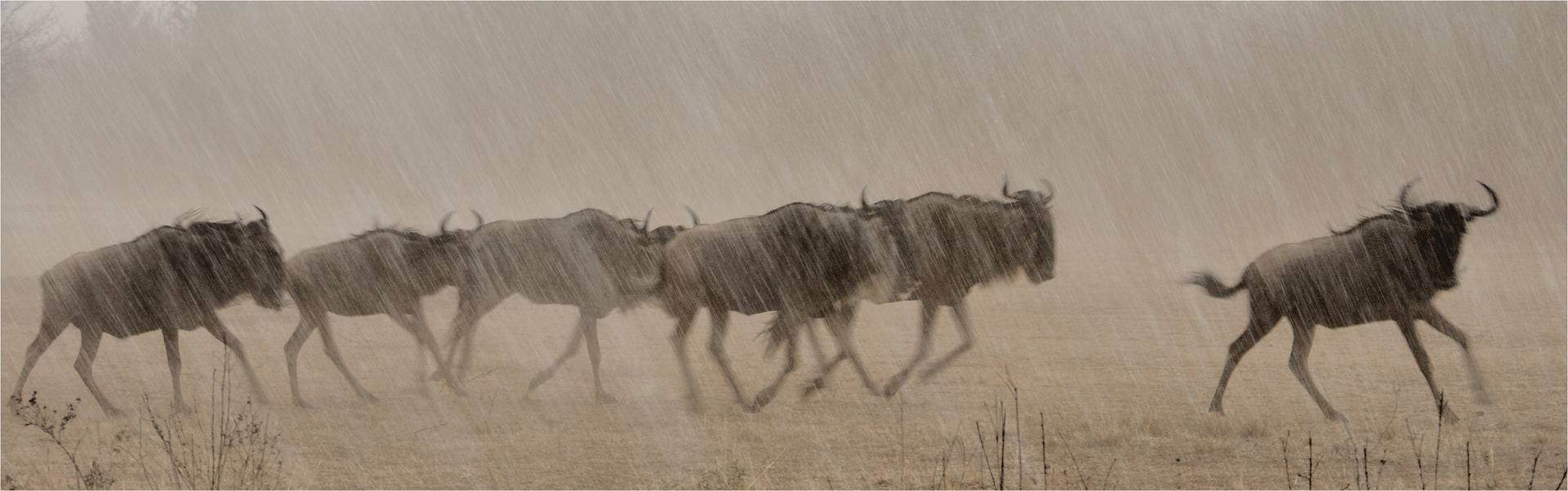 Running gnu