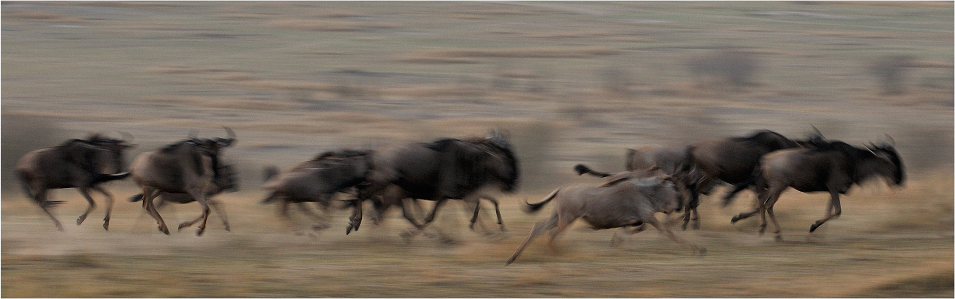 Running ngus 9063