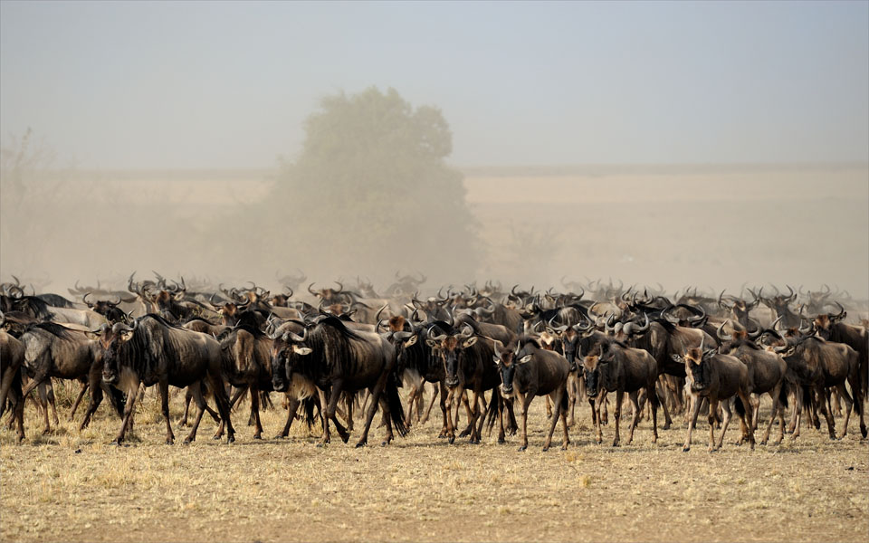 Wildebeest herds