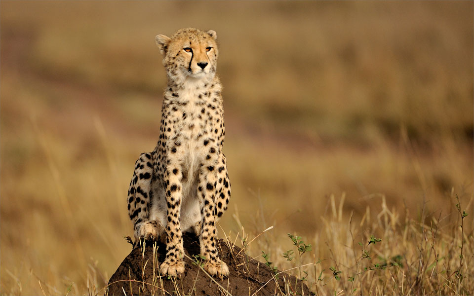 Young cheetah