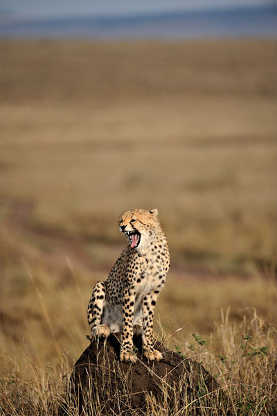 Young cheetah