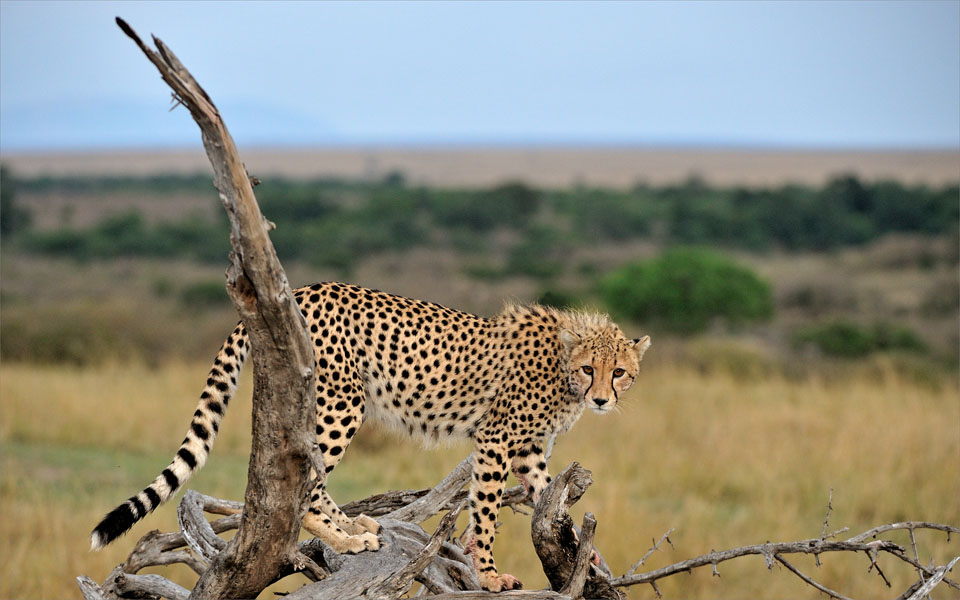 Young cheetah