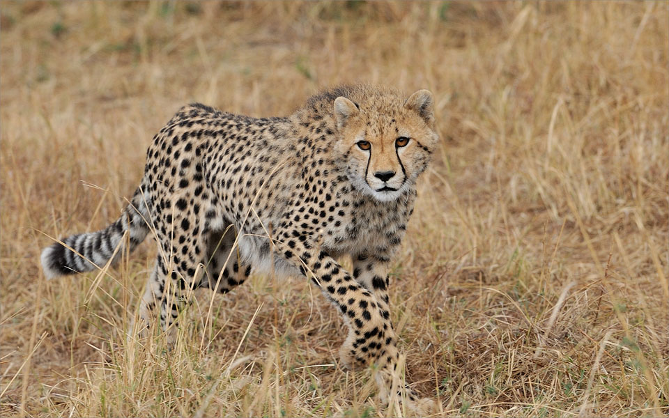 Young cheetah