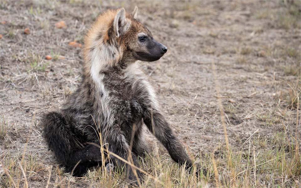 Young hyena