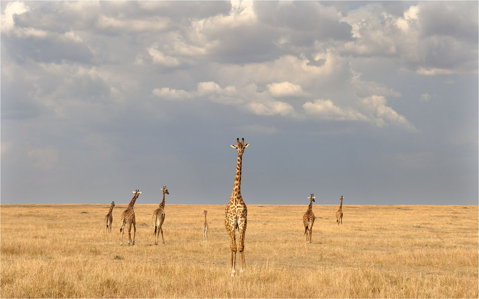 MEL3714giraffe
