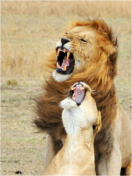 MEL9430 lions mating portrait