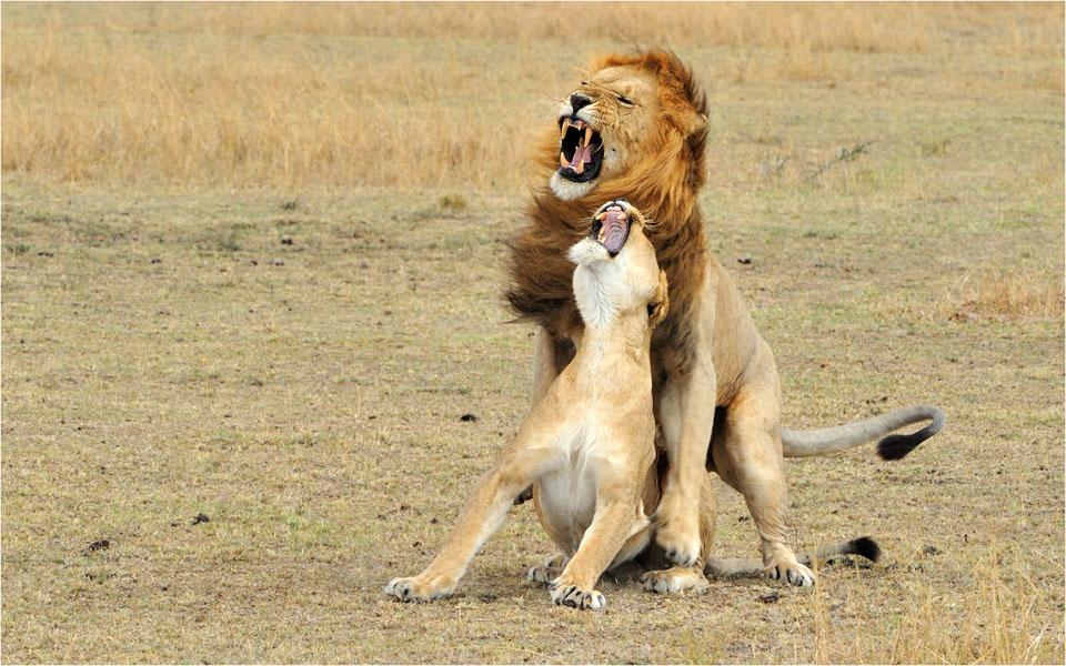 MEL9430 lions mating