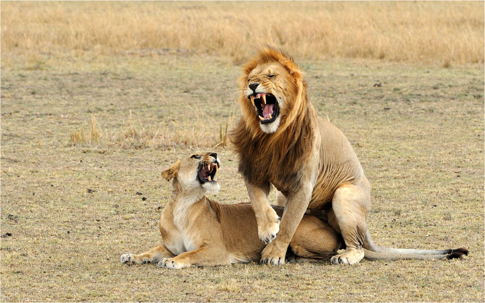 MEL9482 lions mating