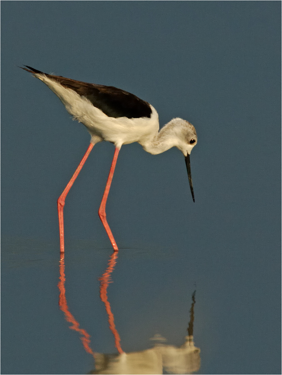-melanie loubser-stilt
