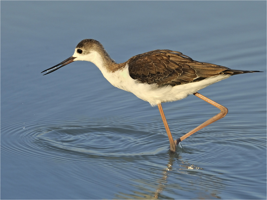 -melanie loubser-immature stilt