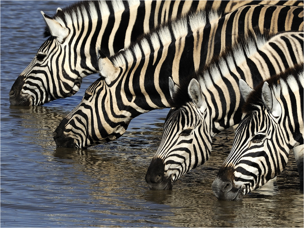 -melanie loubser-zebras drink