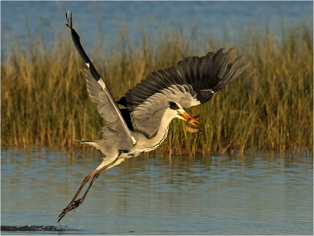 Heron with catch 4294