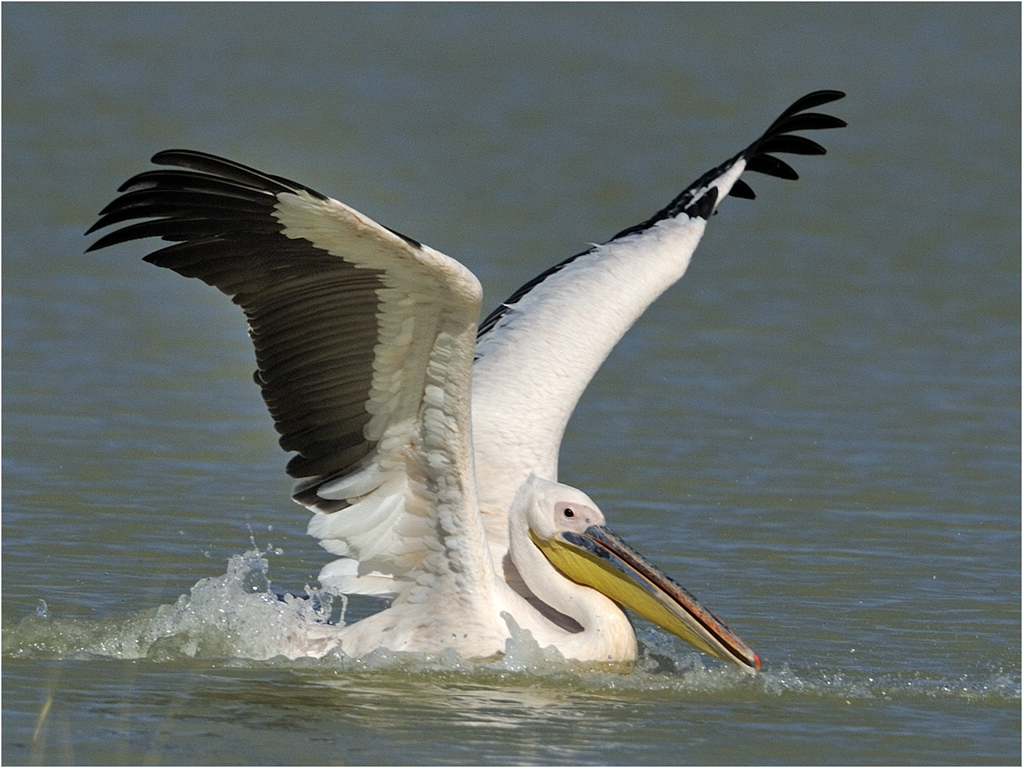 Pelican landing
