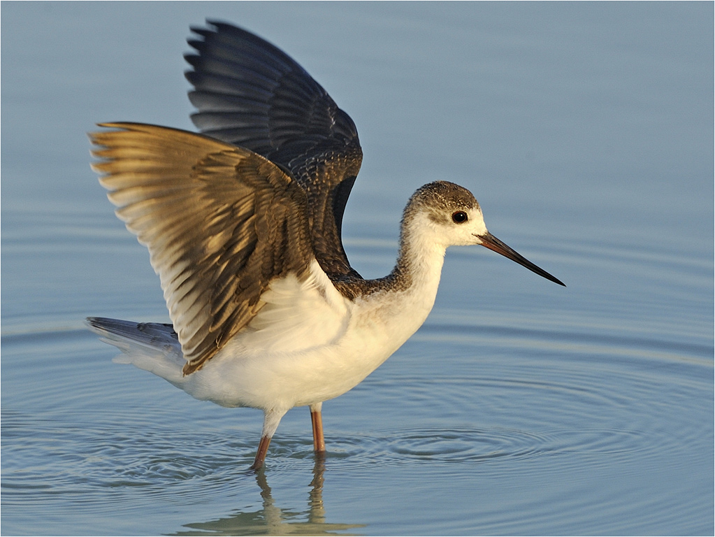 young stilt