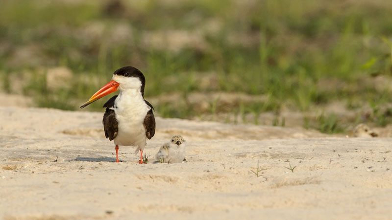 H Skimmer and chick