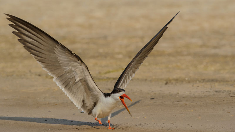 H Skimmer