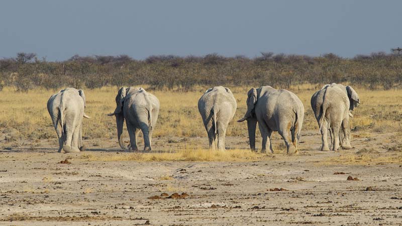 M Elephant bulls walking away