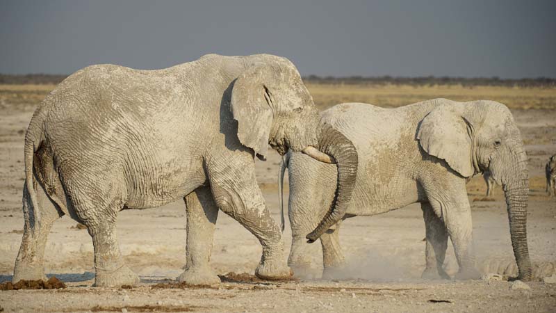 M Elephants
