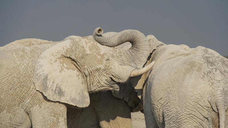 M Elephants