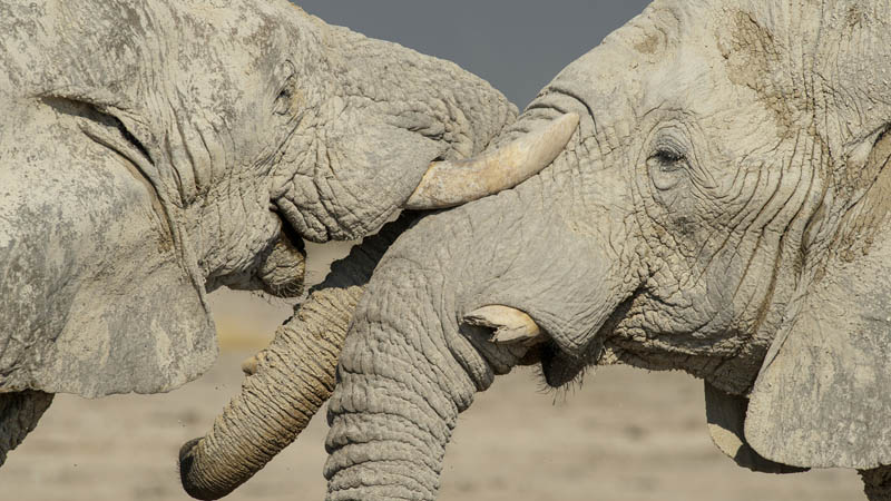 M Elephants