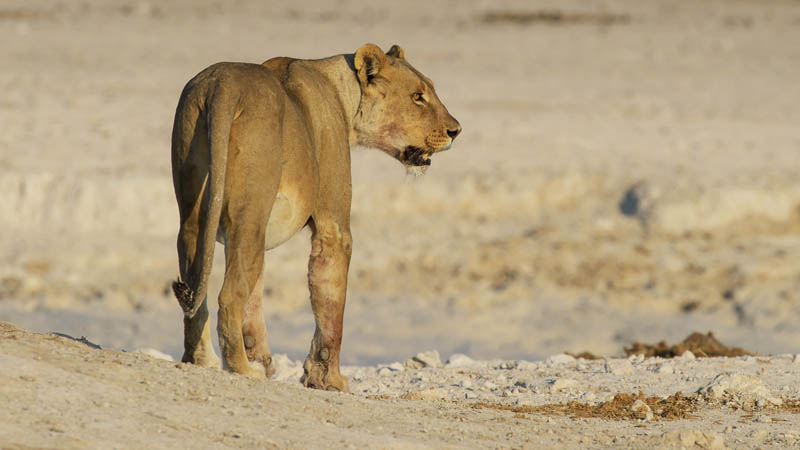 M Female lion