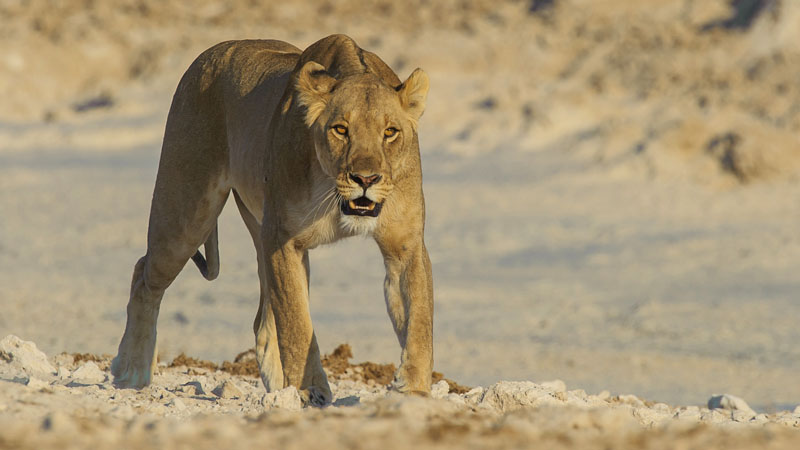 M Female lion