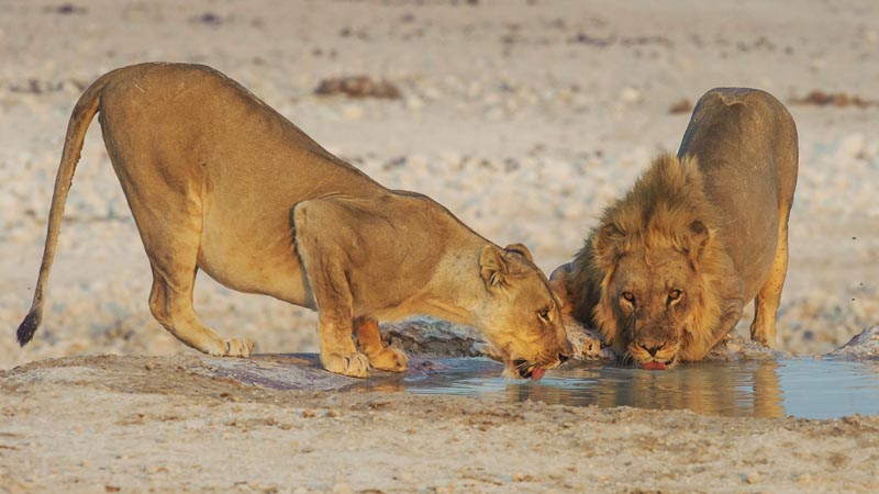 M Lions drinking