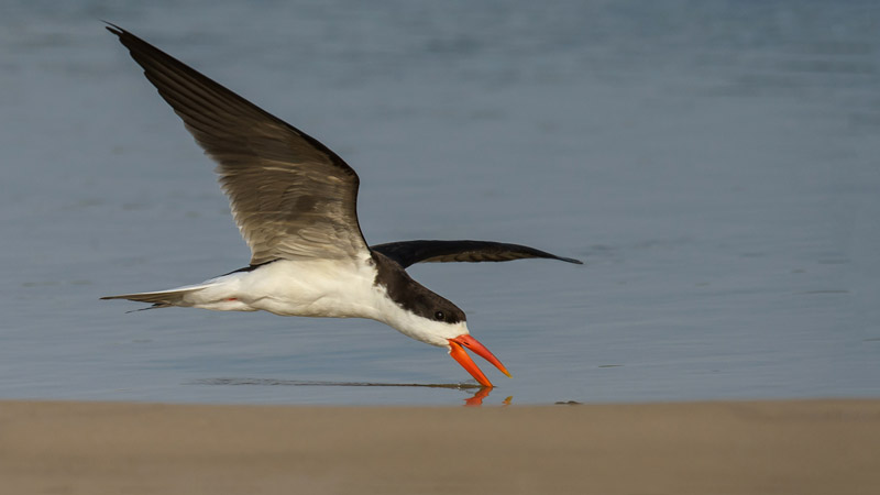M Skimmer skimming