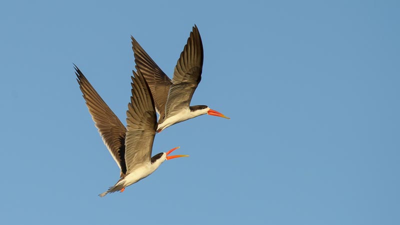 M Skimmers chasing
