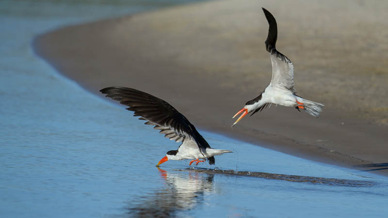 M Skimmers playing