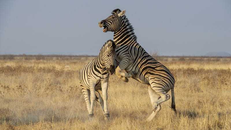 M Zebras playing