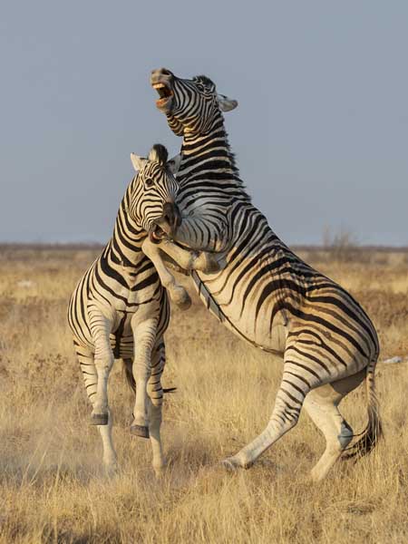 M Zebras playing