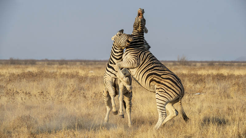 M Zebras playing