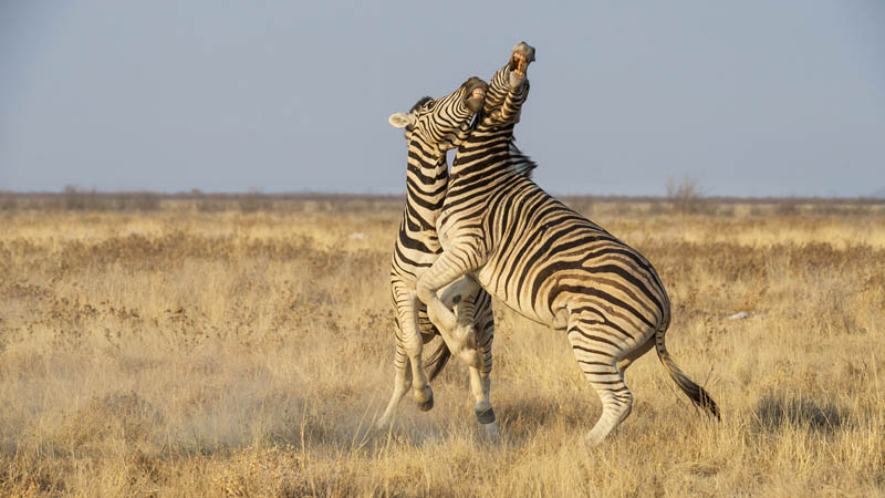 M Zebras playing