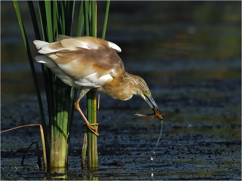 -breakfast-henri loubser