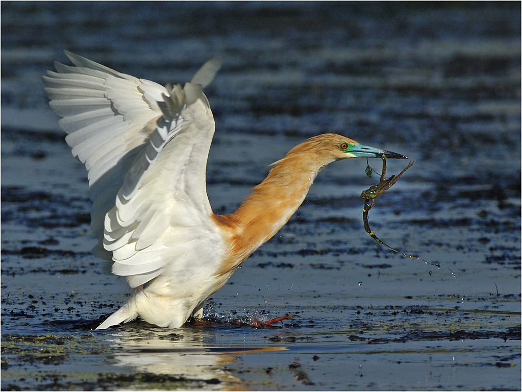 -squacco heron fishing-melanie loubser