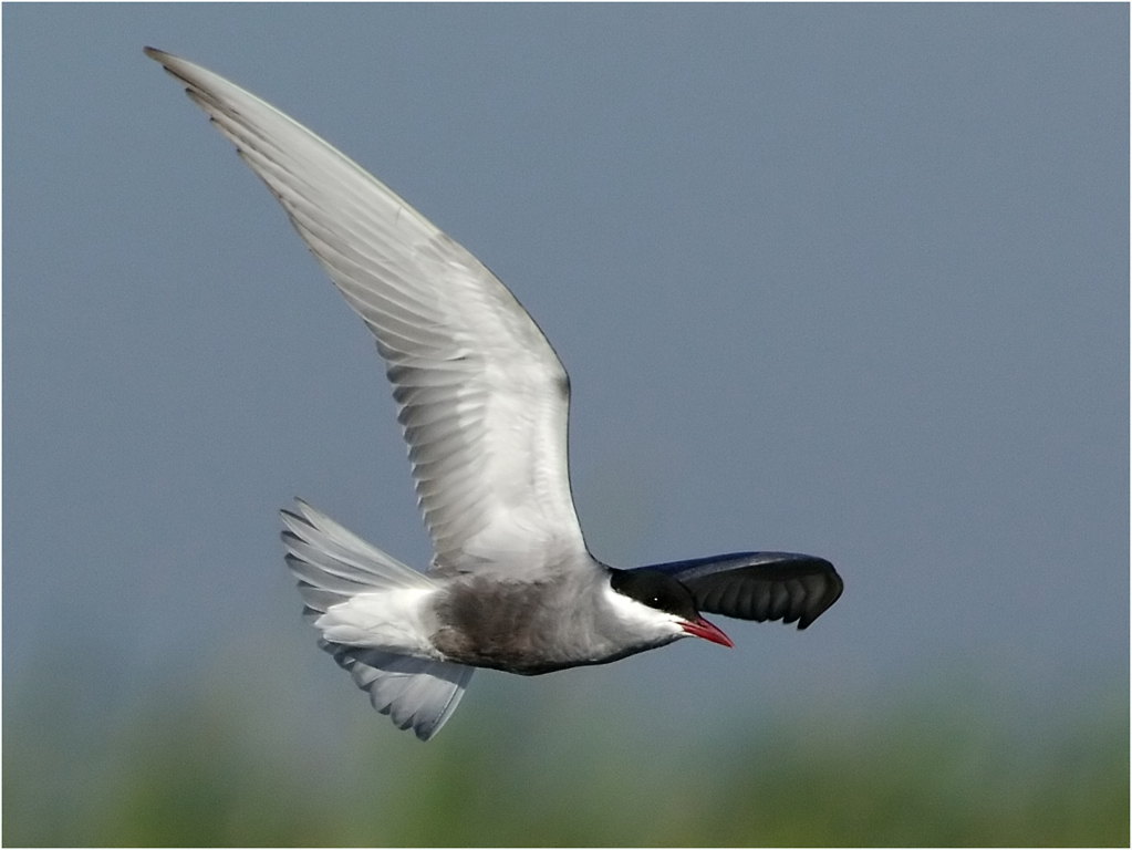 -tern-melanie loubser