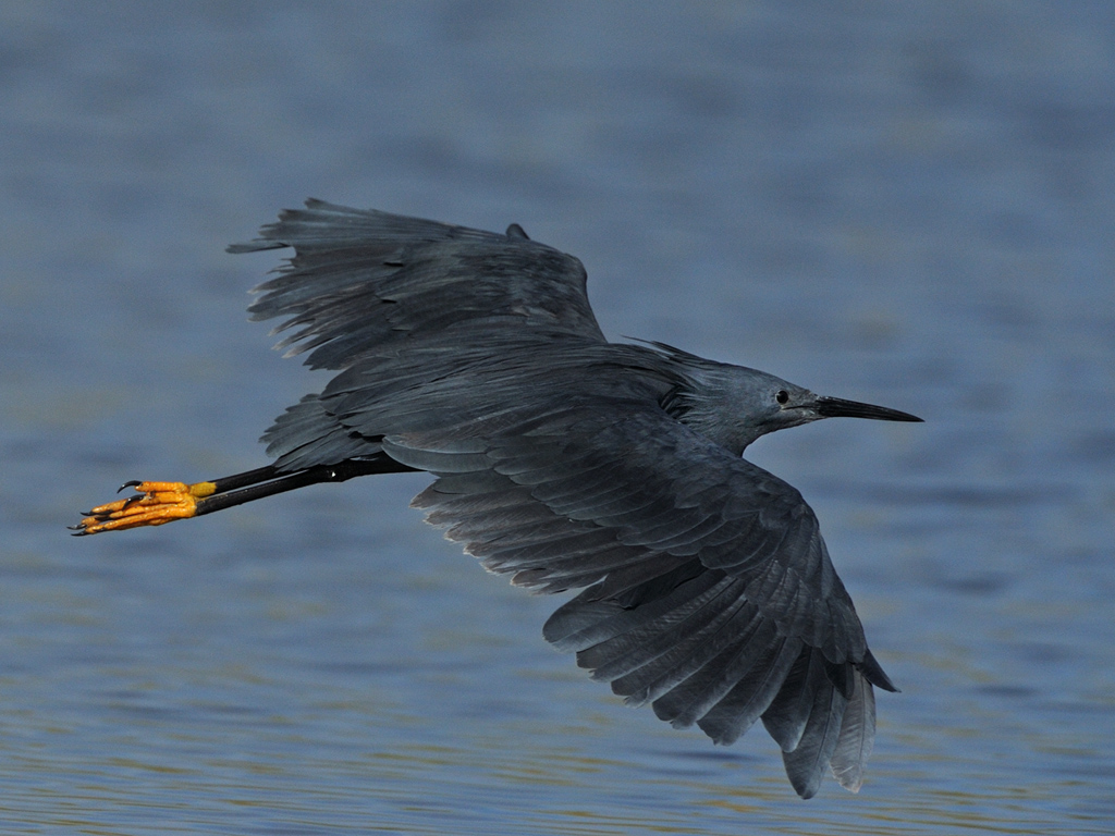 -henri loubser-black egret