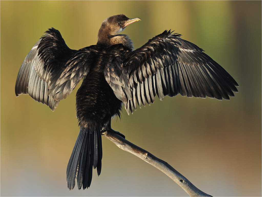 -melanie loubser-cormorant pose