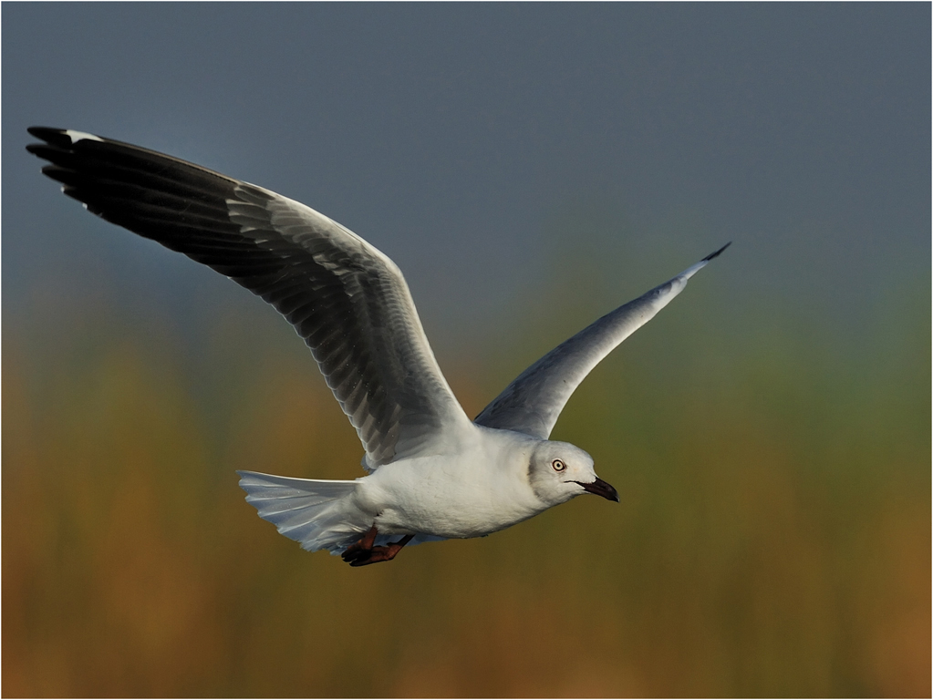 nm 01020050 gull in first light