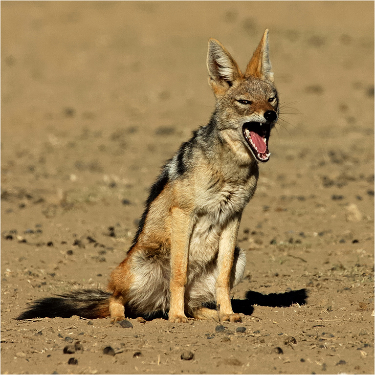 -melanie loubser-jackal yawn